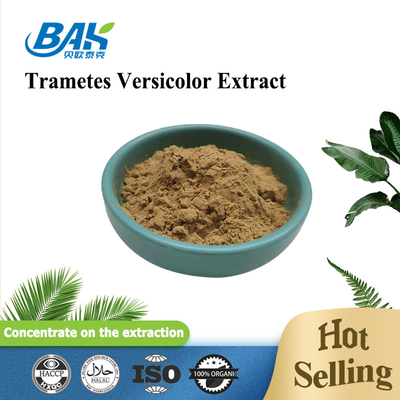 10% - 50% Trametes Versicolor Extract पाउडर मशरूम एक्सट्रैक्ट सप्लीमेंट