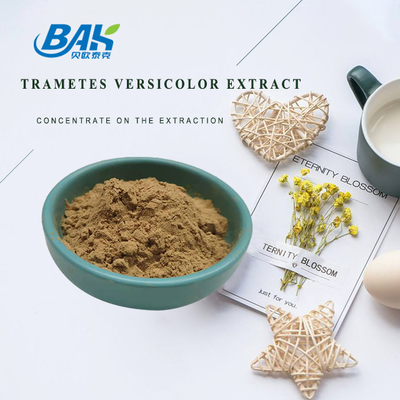 10% - 50% Trametes Versicolor Extract पाउडर मशरूम एक्सट्रैक्ट सप्लीमेंट