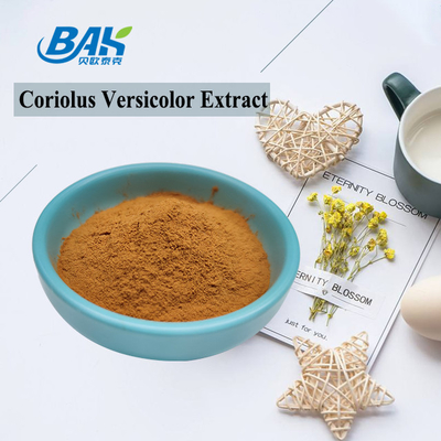 कार्बनिक Coriolus Versicolor मशरूम अर्क सप्लीमेंट ब्राउन येलो पाउडर