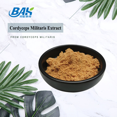 80 से 120 मेष Cordyceps Militaris Extract Powder फैक्ट्री आपूर्ति