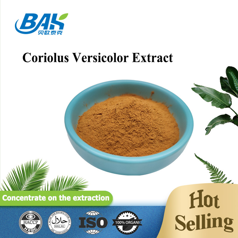 कार्बनिक Coriolus Versicolor मशरूम अर्क सप्लीमेंट ब्राउन येलो पाउडर